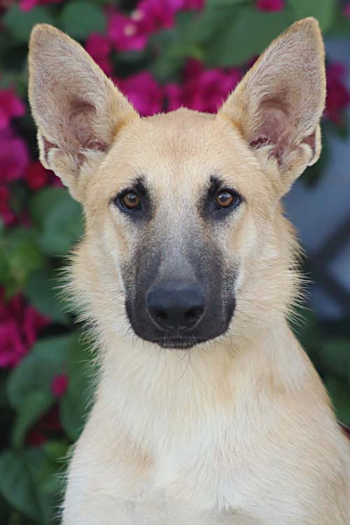 Blonde german hot sale shepherds